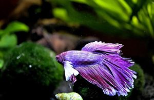 Purple Betta Fish