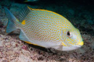 Rabbitfish
