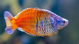 Rainbow Fish