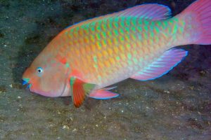 Rainbow Parrotfish