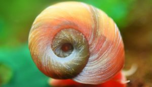 Ramshorn Snails