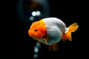Ranchu Goldfish