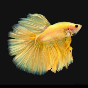 Round Tail Betta Fish