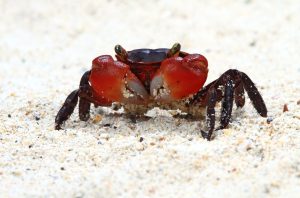 Sally Lightfoot Crab