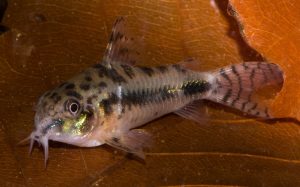 Salt and Pepper Catfish