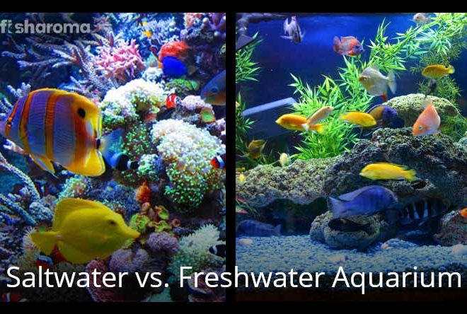 Saltwater Vs. Freshwater Aquarium: 6 Myths Vs. Real Facts