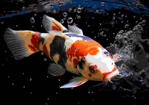 Shubunkin Goldfish
