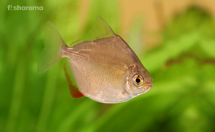 Silver Dollar Fish