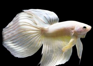 Spade tail betta fish