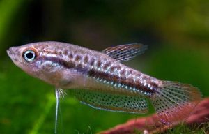 Sparkling Gourami