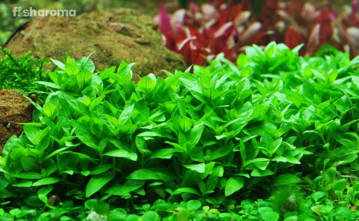 Staurogyne Repens – The Complete Care Guide to Grow Them Healthily