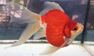 Tamasaba Goldfish