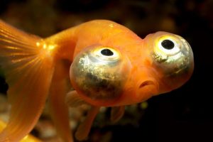 Telescope Eye Goldfish