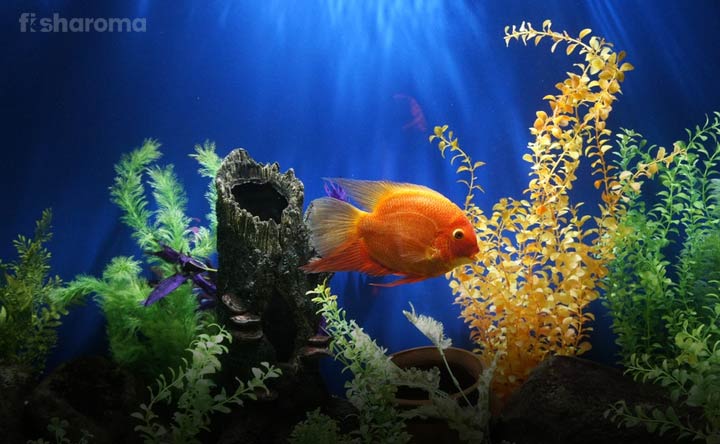 15 Things Not to Put in a Fish Tank for Safety of Your Pet Fish