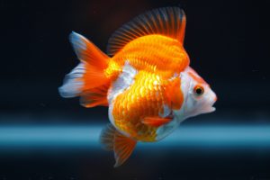 Tosakin Goldfish