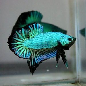 Turquoise Betta Fish