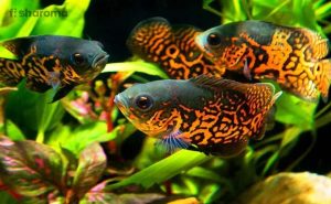 10 Types of Oscar Fish – A Sneak-Peak into their Lives