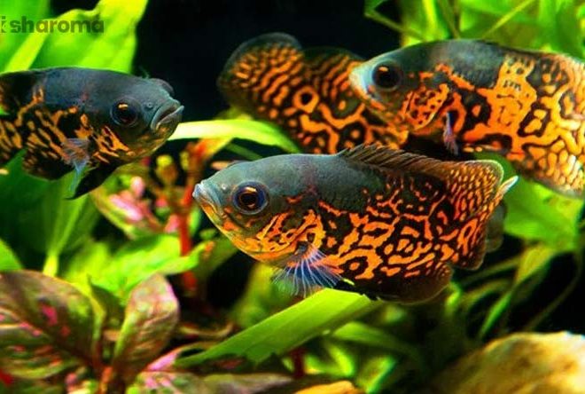 10 Types of Oscar Fish – A Sneak-Peak into their Lives