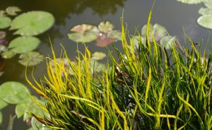 Vallisneria