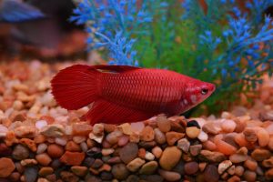 Veil Tail Betta Fish