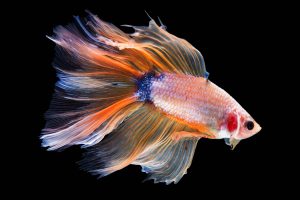 Veiltail Goldfish