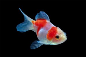 Wakin Goldfish