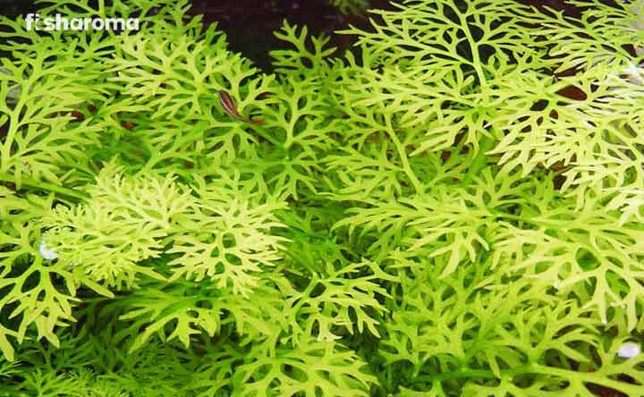 Water Sprite Care Guide: The Bright-Bladed Freshwater Plant for Your Aquarium