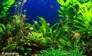 Water Wisteria: The Complete Care Guide