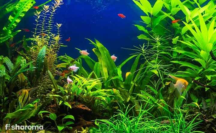 Water Wisteria Care Guide