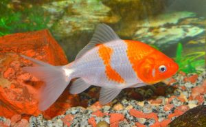 Watonai Goldfish