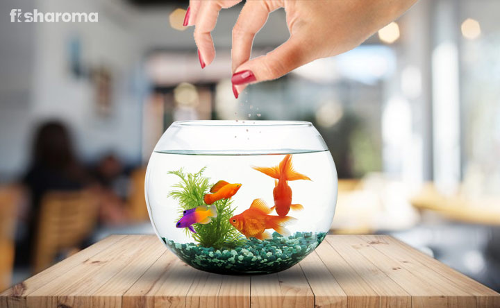 aquarium fish food guide