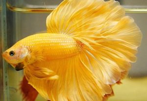 Yellow Betta Fish