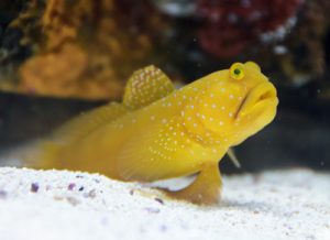 Yellow Prawn Watchman Goby
