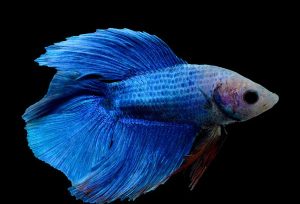 blue betta fish