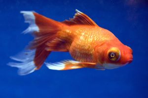 celestial eye goldfish