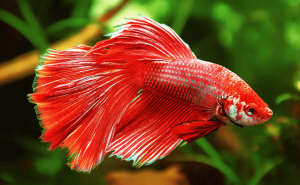 delta betta fish