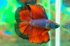 double tail betta fish