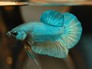 half moon betta fish