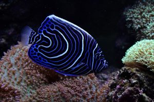 juvenile-emperor-angelfish