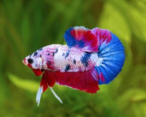plakat betta fish