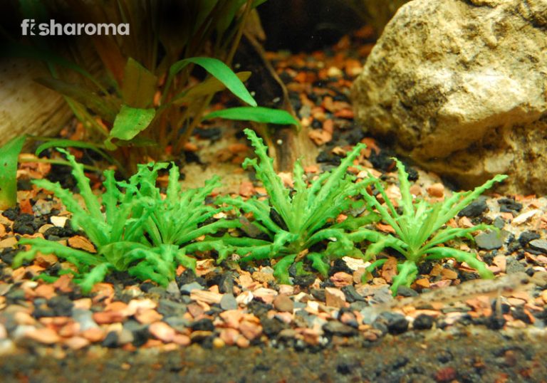 A Complete Care Guide of Pogostemon Helferi