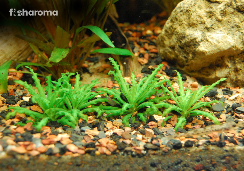 Pogostemon Helferi in Aquarium