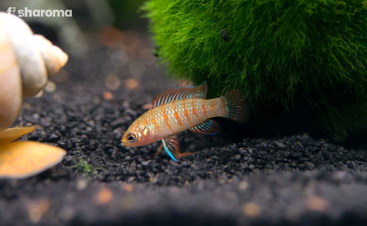 scarlet badis on the substrate