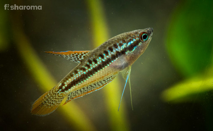 sparkling gourami
